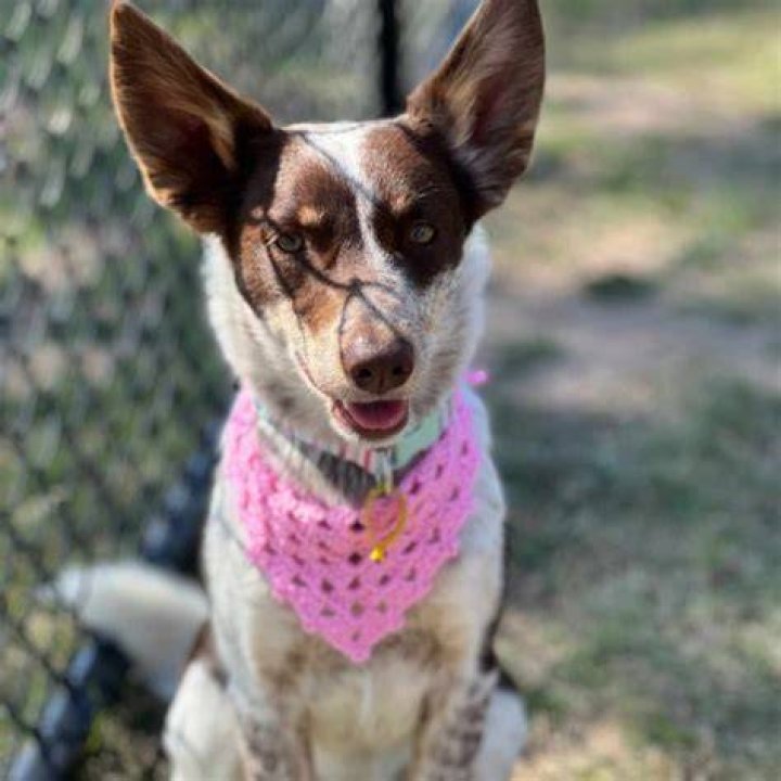Kelpie The Kelpie The Fox